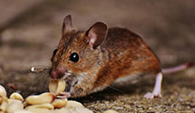 24 Hour & Emergency Exterminators in Taunton, MA
